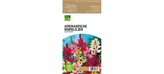 Afrikanische Kornlilie