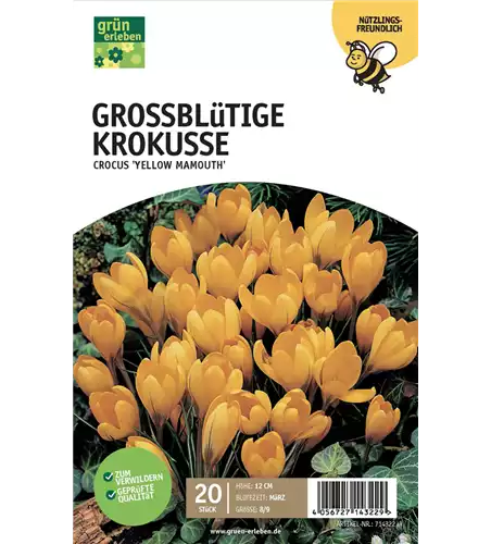 Großblüt. Krokusse