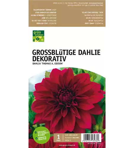 Großblütige Dahlie, Dekorativ