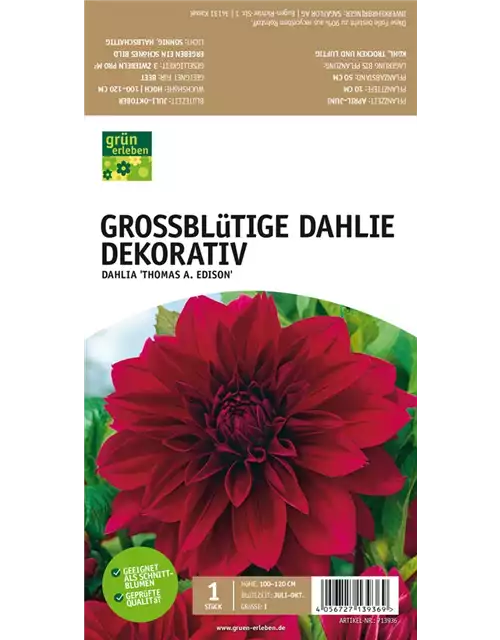 Großblütige Dahlie, Dekorativ