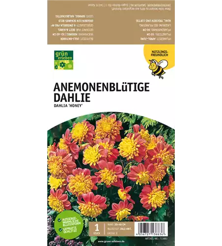 Anemoneblütige Dahlie