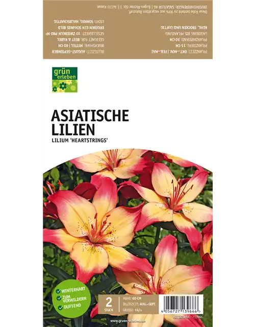 Asiatische Lilien