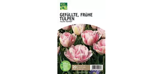 Frühe Tulpen, gefüllt