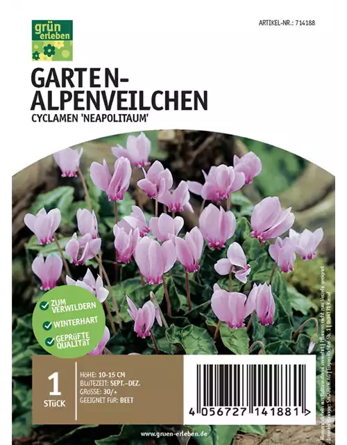 Garten-Alpenveilchen