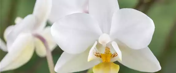 ORCHIDEEN - DIE KöNIGIN DER ZIMMERPFLANZEN