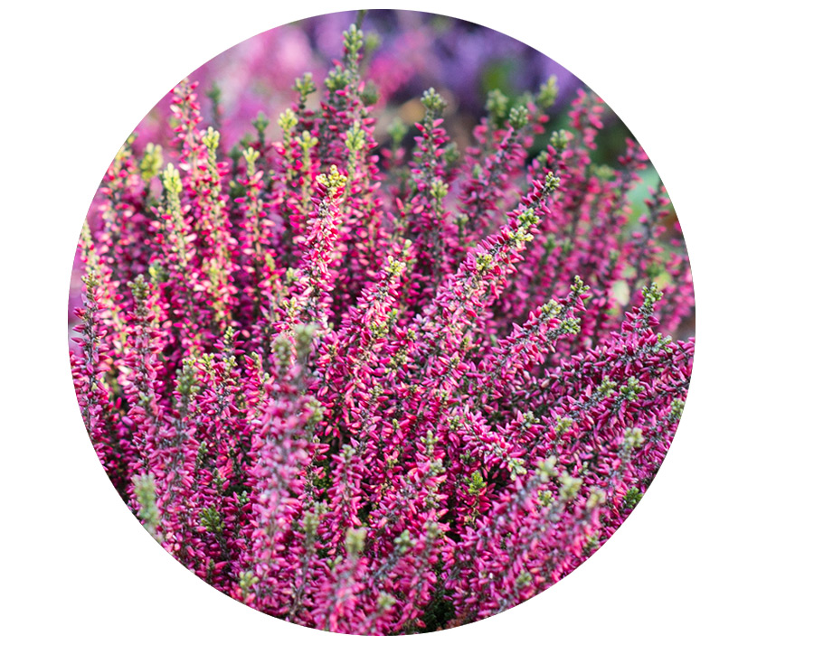 Buchwald-Angebot-Calluna-Vulgaris2.jpg