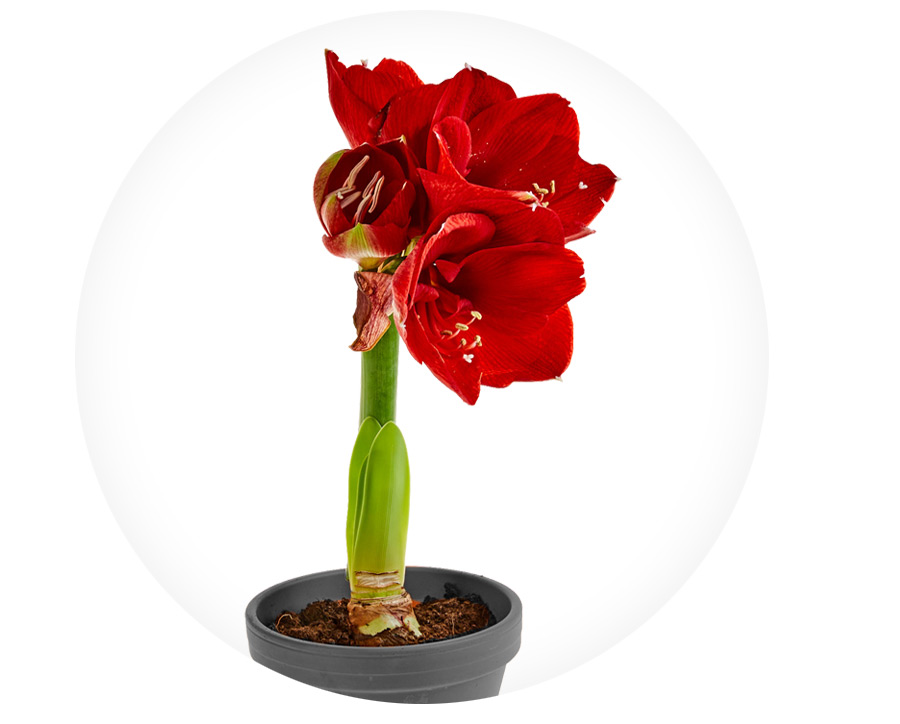 Angebot-Amaryllis4.jpg