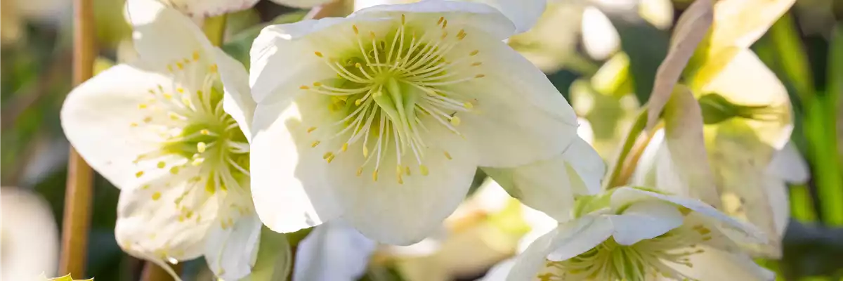 Helleborus x nigercors 'Green Corsican'