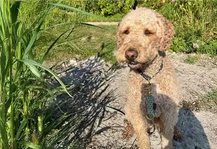 Hunde sind bei uns willkommen! Hunde sind bei uns willkommen!