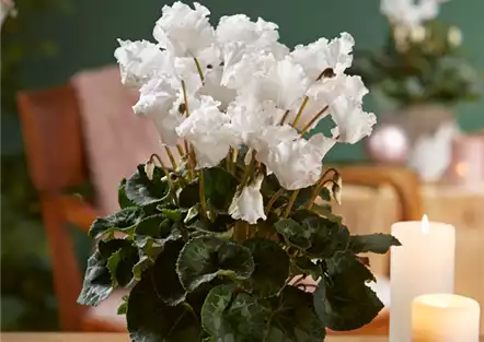 WIR KÖNNEN WEIHNACHTEN! WIR KÖNNEN WEIHNACHTEN!